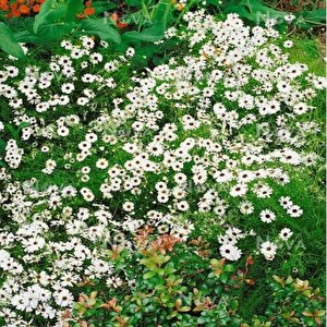 White Splendour Brachycome Çiçeği Tohumu (200 Tohum)