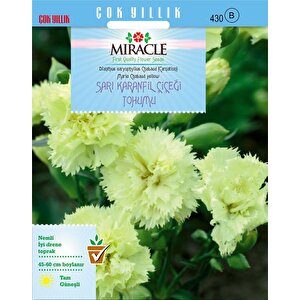 Miracle Marie Chabaud Sarı Karanfil Çiçeği Tohumu (190 Tohum)