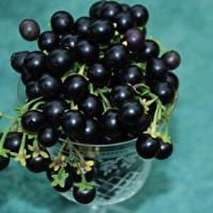 Wonderberry Meyvesi Tohumu(5 Tohum)