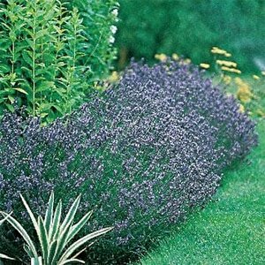 Mavi Hidcote Lavanta Tohumu(20 Tohum)