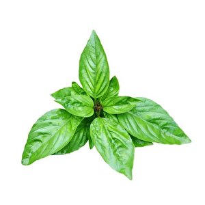 Dogal Green Flesh Geniş Yapraklı Aromatik Fesleğen Tohumu (50 Tohum)