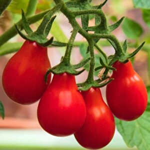Red Pear Kırmızı Ampül Domates Tohumu (15 Tohum)