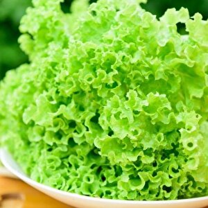 Super Giant İri Kıtır Kıtır Yemesi Olan Yeşil Kıvırcık Marul Tohumu (100tohum)