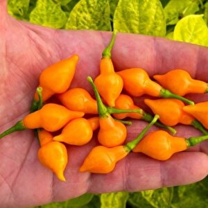 Nadir Ata Tohumları Geleneksel Cabacinha Laranja Acı Biber Tohumu  (10 Adet)