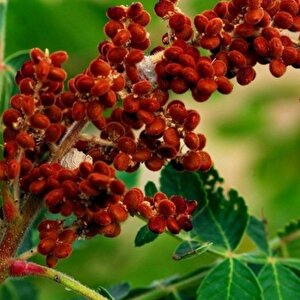 Doğal Anadolu Sumak Tohumu (20 Adet)