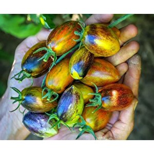 Nadir Brands Atomic Grape Tohumu (15 Tohum)