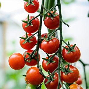 Cherry F1  Sırık Kiraz Domates Tohumu (10 Tohum)
