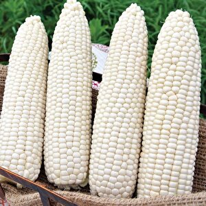 Ata Tohumları Geleneksel Hickory King White Beyaz Süt Mısırı Tohumu(5 Tohum)