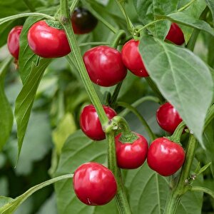 Geleneksel Red Cherry Tatlı Biber Tohumu 50 Tohum)
