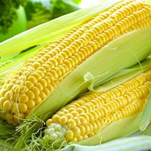 Ata Tohumları Geleneksel Haşlamalık Süt  Mısırı Tohumu (20 Tohum)