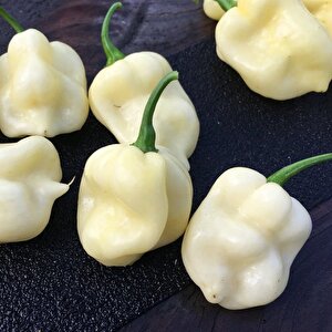 Nadir Ata Tohumları 7 Pot White Acı Biber Tohumu(10 Tohum)