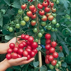 Doğal Ata Tohumu Çeri Salkım Domates Tohumu(20 Tohum)