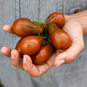 Çikolata Ampül Domatesi Chocolate Pear Domates Tohumu (15 Tohum)