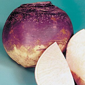 Doğal  Purple Top Amrikano Şalgam Tohumu( 30 Tohum)