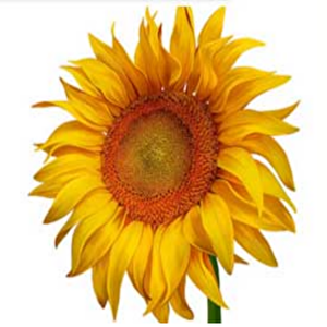 İnegöl Çerezlik Ayçekirdeği Tohumu (5 Kg)