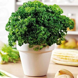 Geleneksel Tohumları Moss Curled Frenk Maydanozu Tohumu (100 Tohum)
