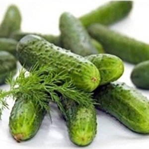 Bol Döken Rocket F1 Turşuluk Kornişon Hyar Tohumu (10 Tohum)