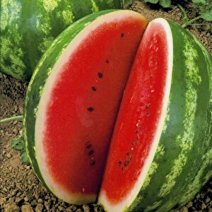Geleneksel Tohum Yüksek Aromalı Crimson Sweet Karpuz Tohumu (20 Tohum)