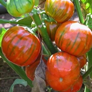 Rossa Di Rotonda Etli  Yumurta Patlıcan Tohumu (15 Tohum)