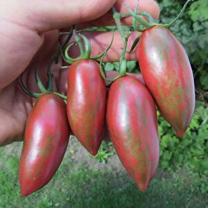 Nadir Çizgili Mor Purple Smaragd Domates Tohumu (15 Tohum)