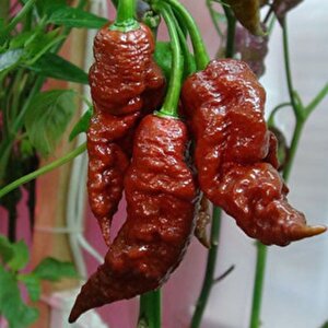 Ata Tohumları Geleneksel Leviathan Scorpion Biber Tohumu  (10 Adet)