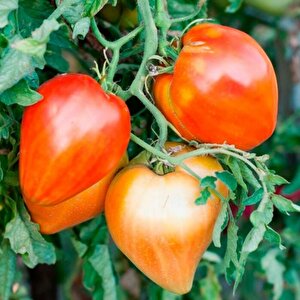 Red Oxheart Kalp Şeklinde Meyvesi Olan Domates Tohumu(15 Tohum)