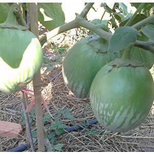 Giant Thai Dev Yeşil Patlıcan Tohumu (15 Tohum)