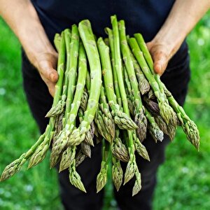 Ata Tohumları Geleneksel Asparagus Kuşkonmaz Tohumu (20 Adet)