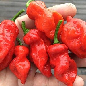 Nadir Ata Tohumları Zehir Gibi Acı Primo X İd Biber Tohumu (10 Tohum)