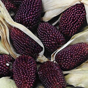 Strawberry Mısırı Tohumu (10 Tohum)