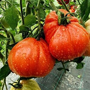 Rote Pear Etli Armut Domates Tohumu (15 Tohum)