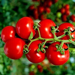 Ata Tohumları Geleneksel Yarı Sırık Çeri Pinpon Domates Tohumu (20 Tohum)