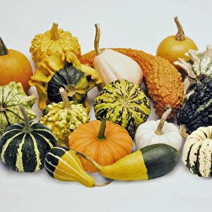 Karışık Süs Su Kabağı Tohumu (10 Tohum)