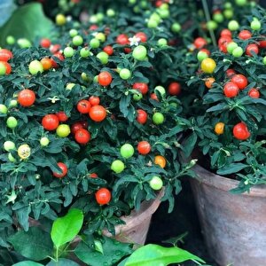 Saksılık Fat Tomato Pepper Tohumu (5 Tohum)