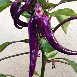 Ata Tohumları Geleneksel Mor Acı Biber Tohumu (15 Adet)