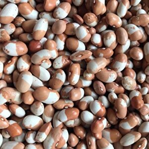 Geleneksel Ata Tohumları Keklik Sırık Fasulye Tohumu (10 Tohum)