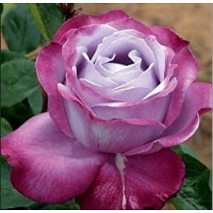 Tüplü Kokulu Blue River Yediveren Mor Gül Fidanı