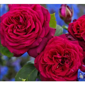 Tüplü Soğuklara Dayanıklı İri Goncalı Katmerli Carmine Yediveren Gül Fidanı