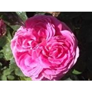 Tüplü Yoğun Kokulu Pink Quen Pembe Renkli Sarmaşık Gül Fidanı