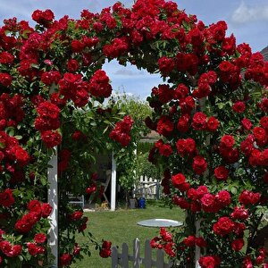 Tüplü Kokulu Red Beauty Kırmızı Yediveren Sarmaşık Gül Fidanı 5 Yaş (120-160 Cm)