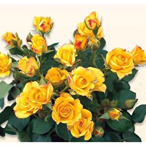 Tüplü Kordes Rosen Yediveren Yellow Taifun Gül Fidanı