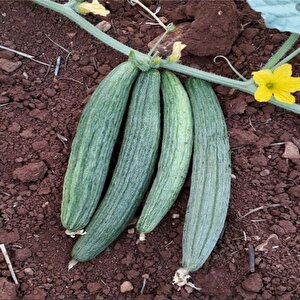 Black Kantarcı Acur Tohumu (50 Adet)