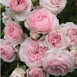 Tüplü  Koleksiyonluk Kordes Larissa Fc Yediveren Gül Fidanı