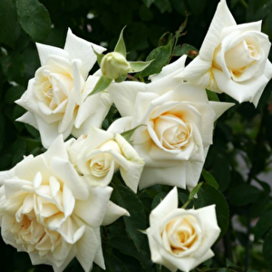 Tüplü Yediveren İlse Krohn Superior Sarmaşık Beyaz Kokulu Gül Fidanı