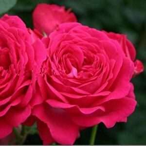 Tüplü Yediveren Esmeralda Fc Çok Goncalı Gül Fidanı