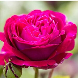 Tüplü  Bright Pink Yediveren Yoğun Kokulu Gül Fidanı