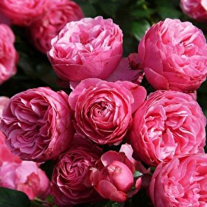 Tüplü Çok Goncalı Özel Kokulu Pomponella Pembe Yediveren Kokulu  Gül Fidanı