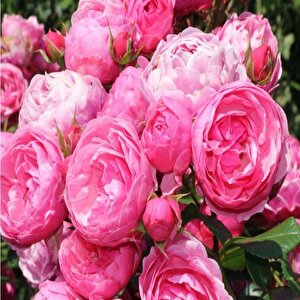 Tüplü Çok Goncalı Özel Kokulu Pomponella Pembe Yediveren Kokulu  Gül Fidanı
