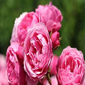 Tüplü Çok Goncalı Özel Kokulu Pomponella Pembe Yediveren Kokulu  Gül Fidanı