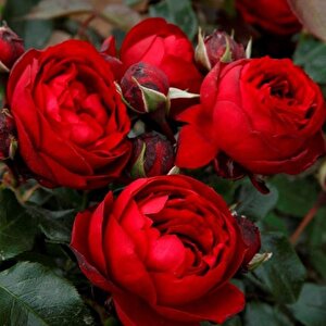 Tüplü Katmerli Kordes Rosen Till  Eulenspiegel Kokulu Yediveren Gül Fidanı